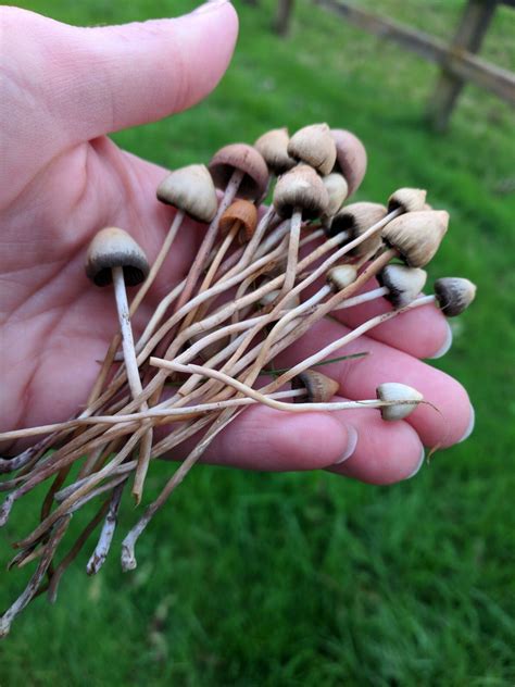 can you find wild psilocybin mushrooms